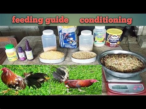 gamefowl feeding tips|Tried and Tested: The 21 Day Gamefowl Conditioning Program.